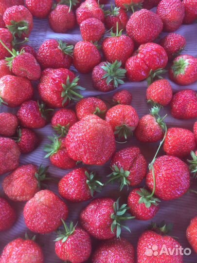 Клубника виктория ягода