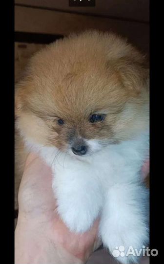 Щенки шпица