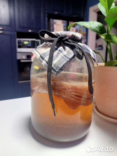 Чайный гриб комбуча