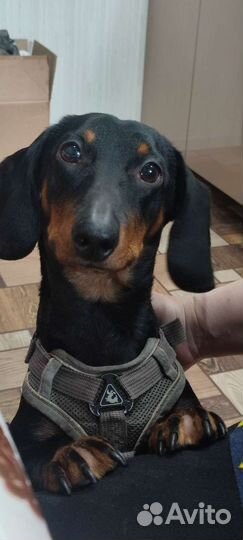 Такса вязка