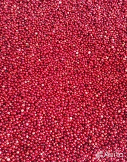 Клюква свежая