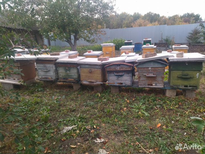 Пчелосемьи с ульями готовые к зимовке