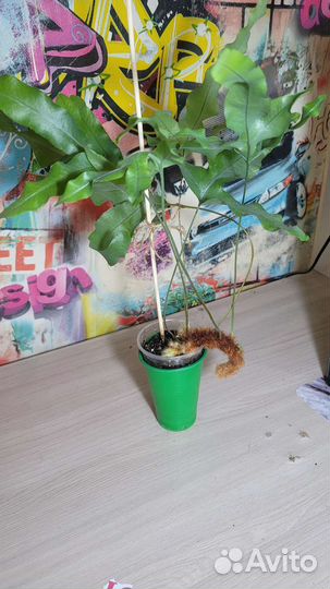 Полиподиум, монстера