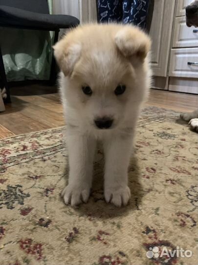 Щенок хаски