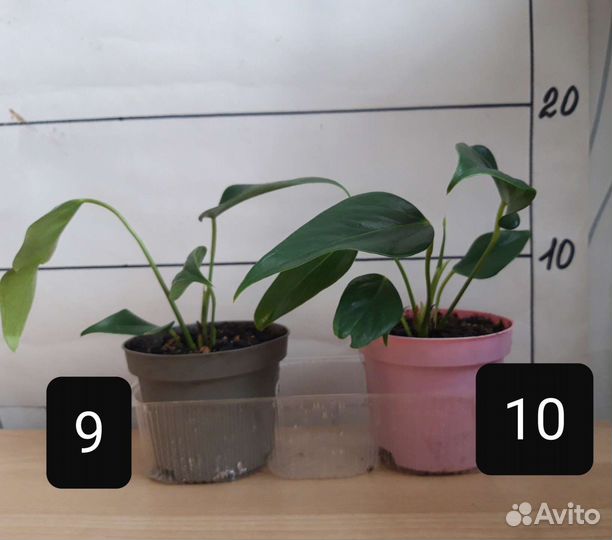 Комнатные цветы