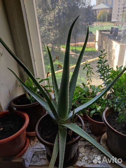 Герань, фикус, алоэ столетник, вера, хлорофитум