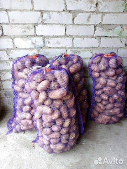 Продам картофель