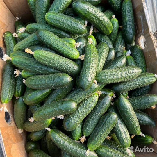 Огурцы оптом