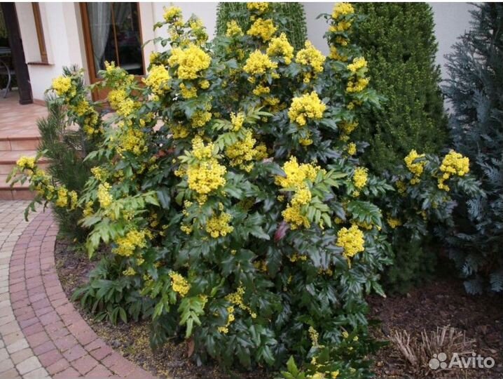 Магония падуболистная