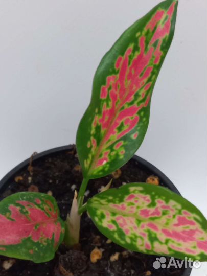 Аглаонема strawberry baby