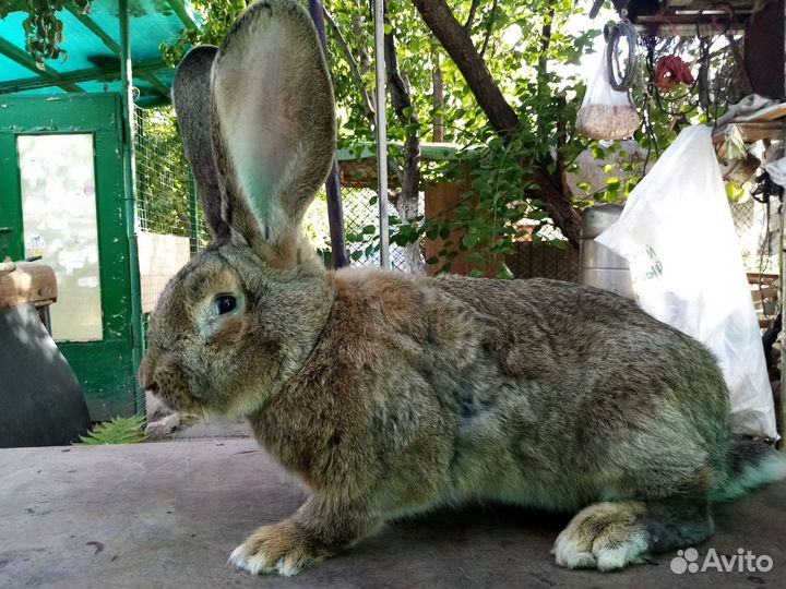 Крол Фландер