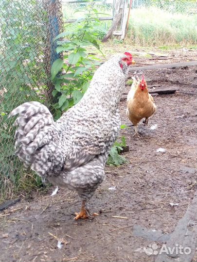 Петух брама