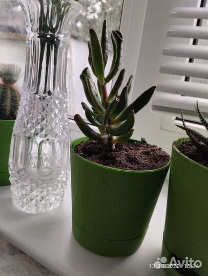 Толстянка хоббит