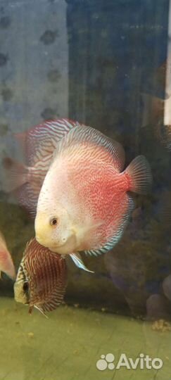 Дискусы, Аквариумные рыбки