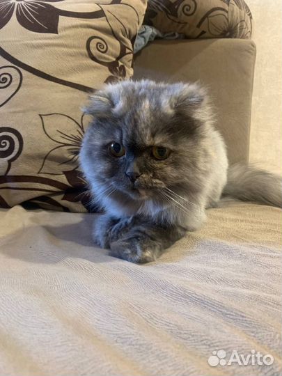 Кошка вислоухая