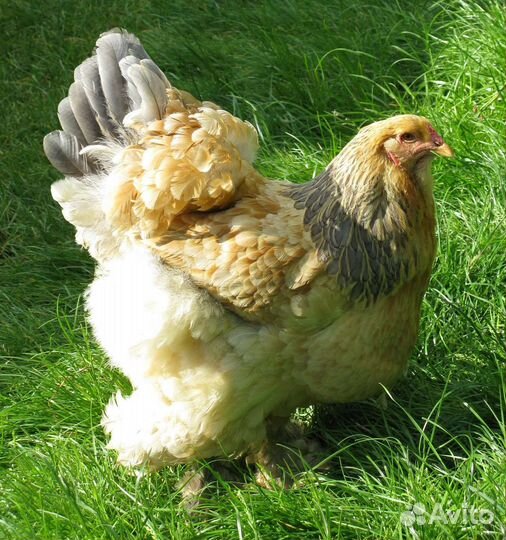 Инкубационное яйцо брама