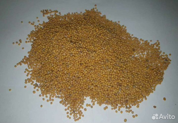 Семена белой горчицы