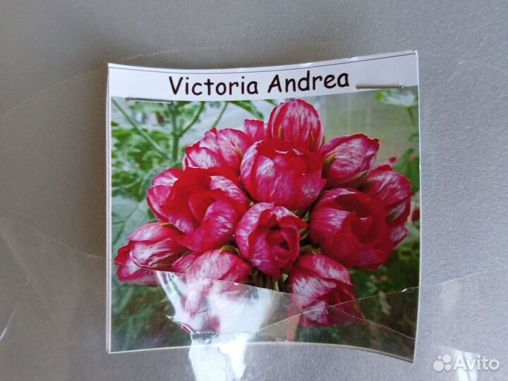 Сортовая пеларгония