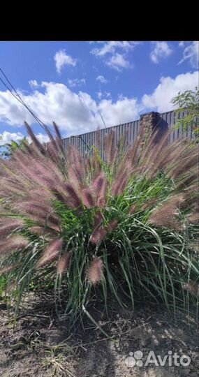 Лисий хвост пиннесетум мохнатый