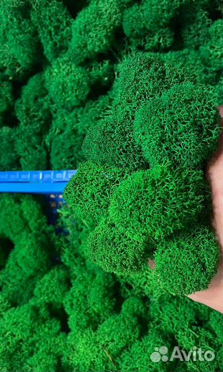 Стабилизированный мох