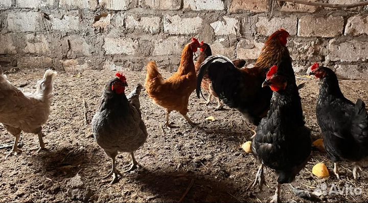 Куры несушки