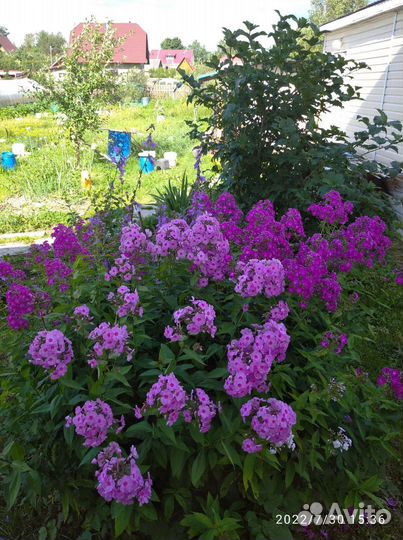 Флоксы многолетние