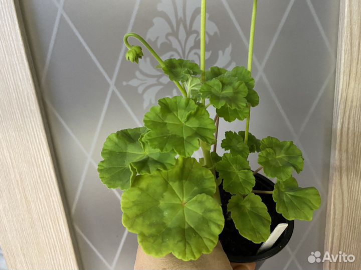 Обмен пионами