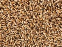 Семена озимой пшеницы "Стиль 18" 1-я репродукция