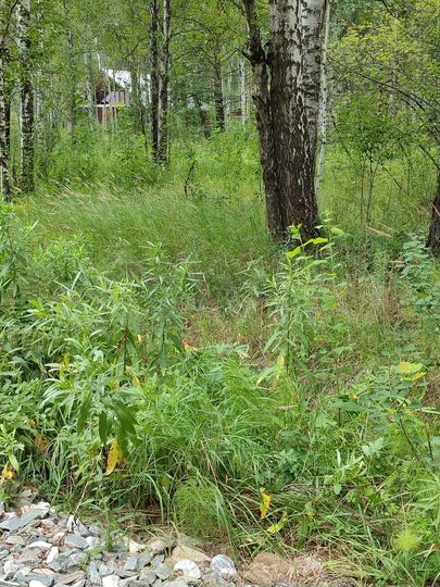 Участок 15 сот. (СНТ, ДНП)