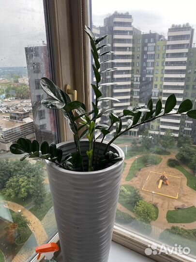 Замиокулькас