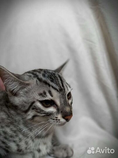 Уникальный бенгал. серебро Ф2