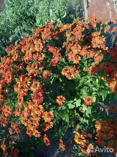 Садовые цветы