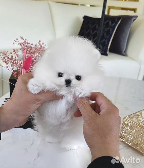 Микро и мини померанский шпиц эксклюзив медвежонок