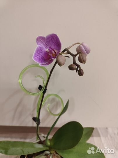 Орхидея фаленопсис