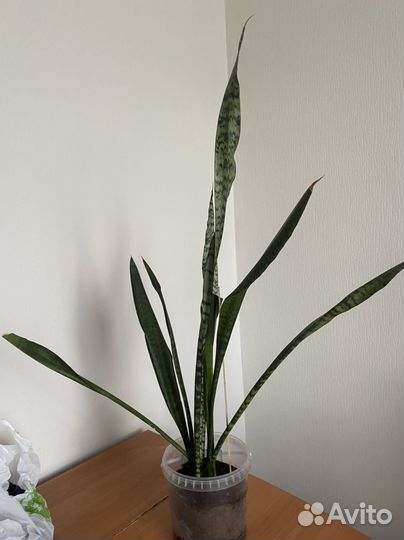 Сансевиерия, щучий хвост, тещин язык