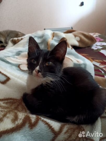 Отдам в добрые руки кота