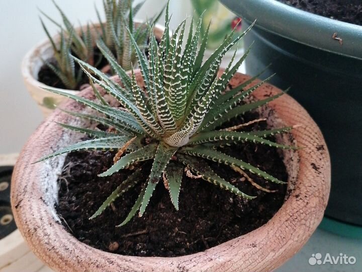 Суккуленты хавортия. Детка