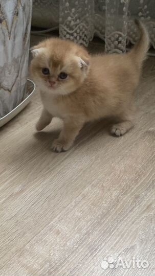Шотландские котята