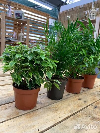 Комнатные растения фикус