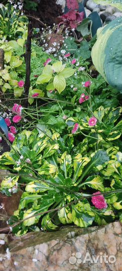 Саженцы многолетников/ хосты/суккуленты