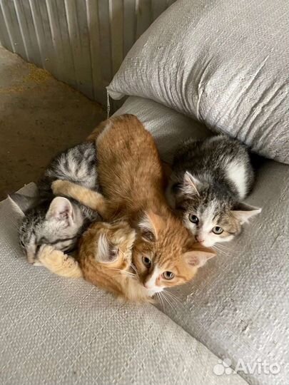 Котятки в семью