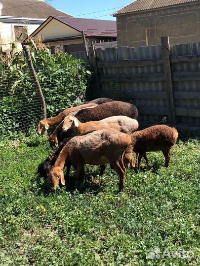 Гиссарские овцы