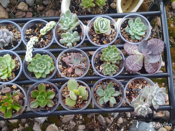 Суккуленты. много видов