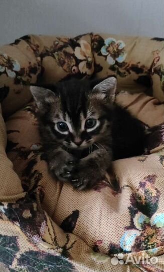 Отдам бесплатно