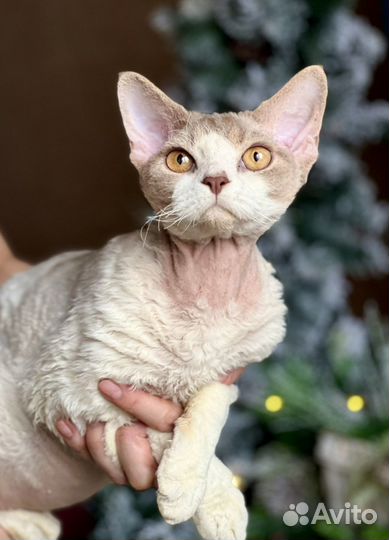 Котята девон-рекс