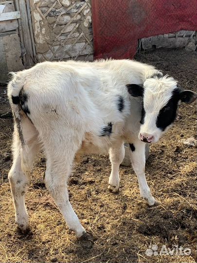 Овцы бараны,бык