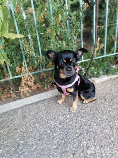 Метис Той-терьера