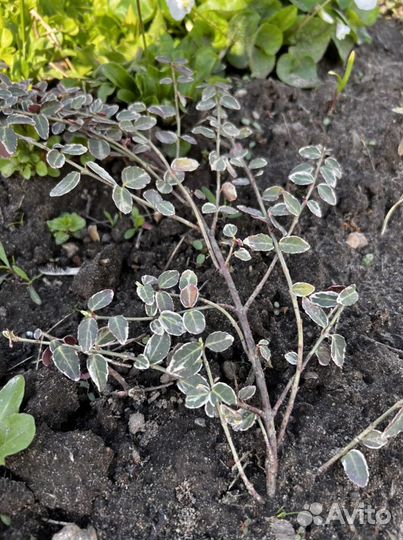 Бересклет форчуна