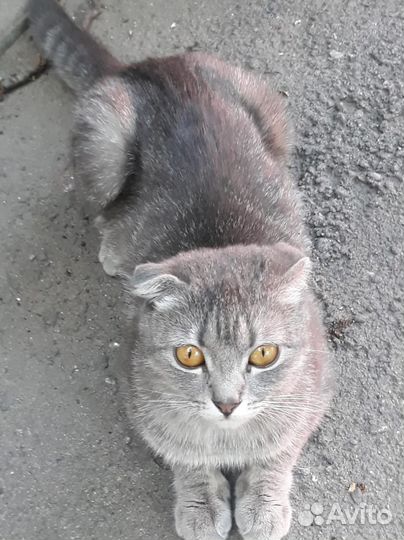 Шотландская