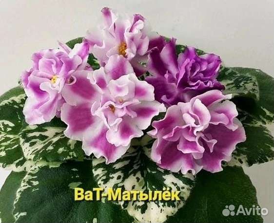 Фиалки - укорененные черенки 70 сортов